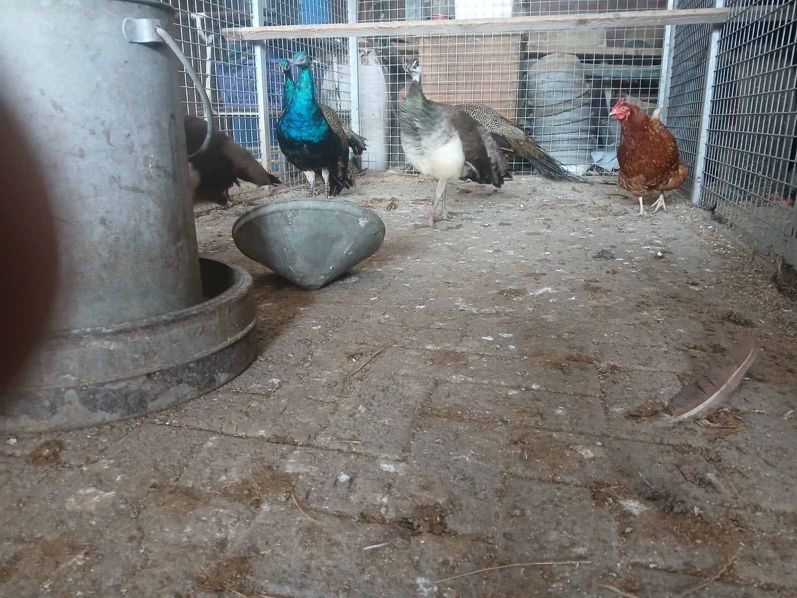 pauwen te koop, Dieren en Toebehoren, Mannelijk, Overige soorten