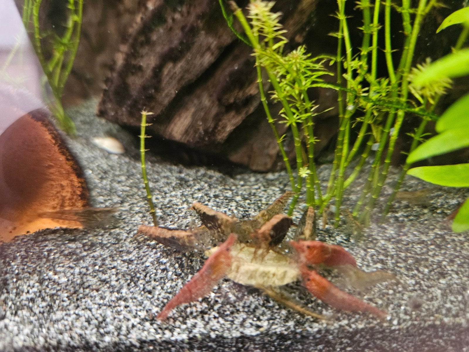 Garnalen, Kreeft, Krab of Garnaal, Zoetwatervis