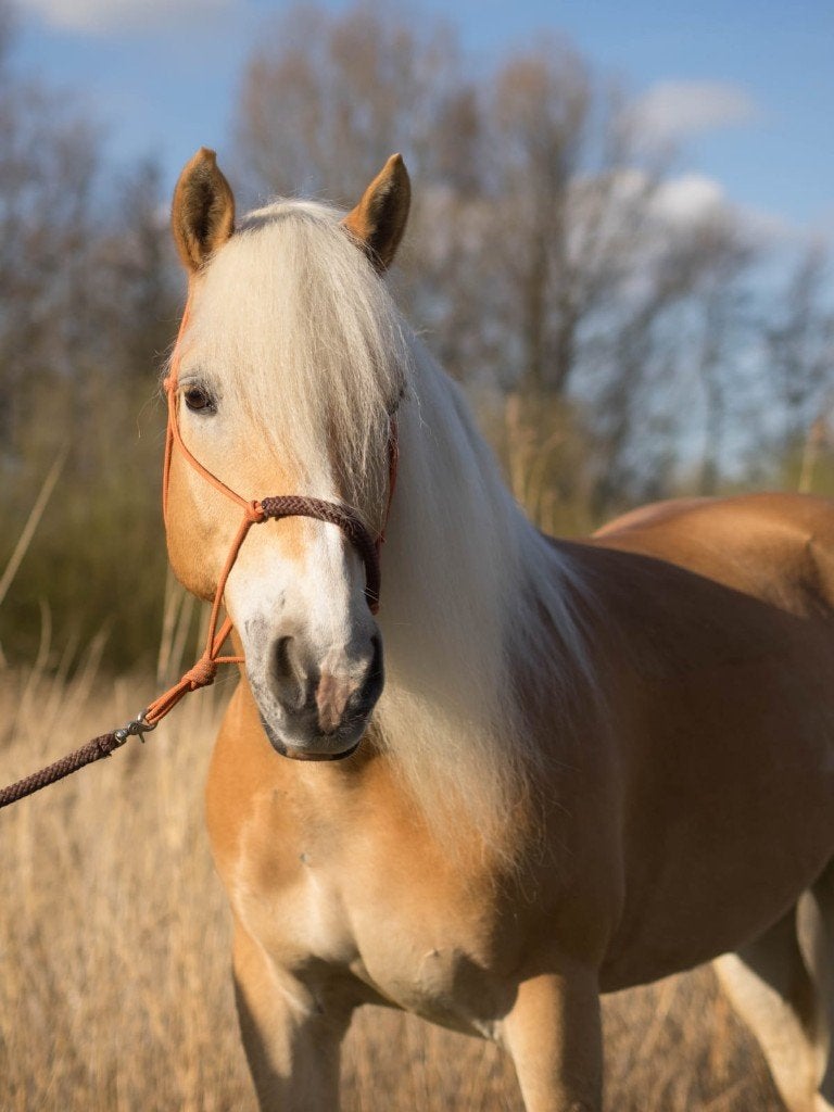 weilland met schuilstal en weidegenootje gezocht!, Dieren en Toebehoren, 1 paard of pony