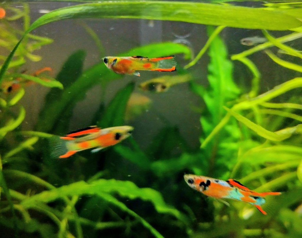 Endler Guppen, Dieren en Toebehoren, Vis, Zoetwatervis