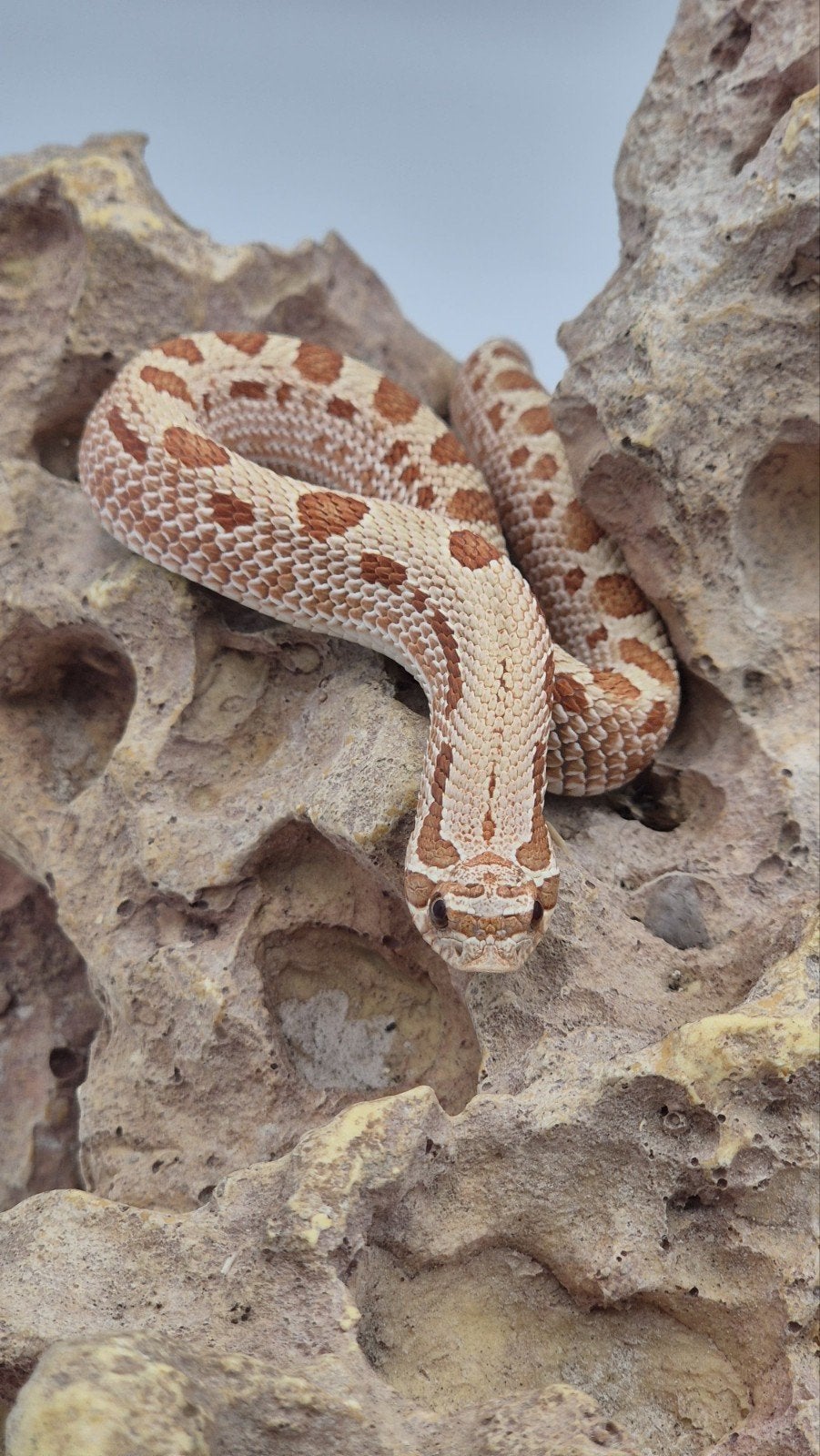 Haakneusslang hognose Hognose Snake - male for sale from De Jong