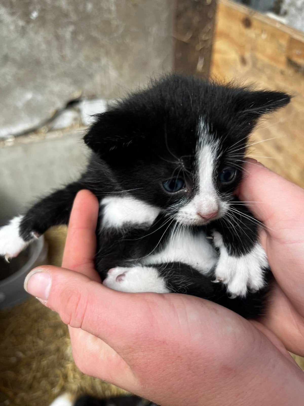 Lief boerderij katertje, Dieren en Toebehoren, Kater