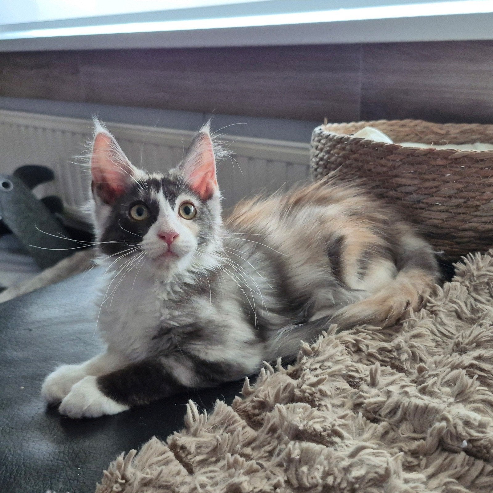 maine coon kitten met stamboom (poesje), Dieren en Toebehoren, Poes, Met stamboom, 0 tot 2 jaar