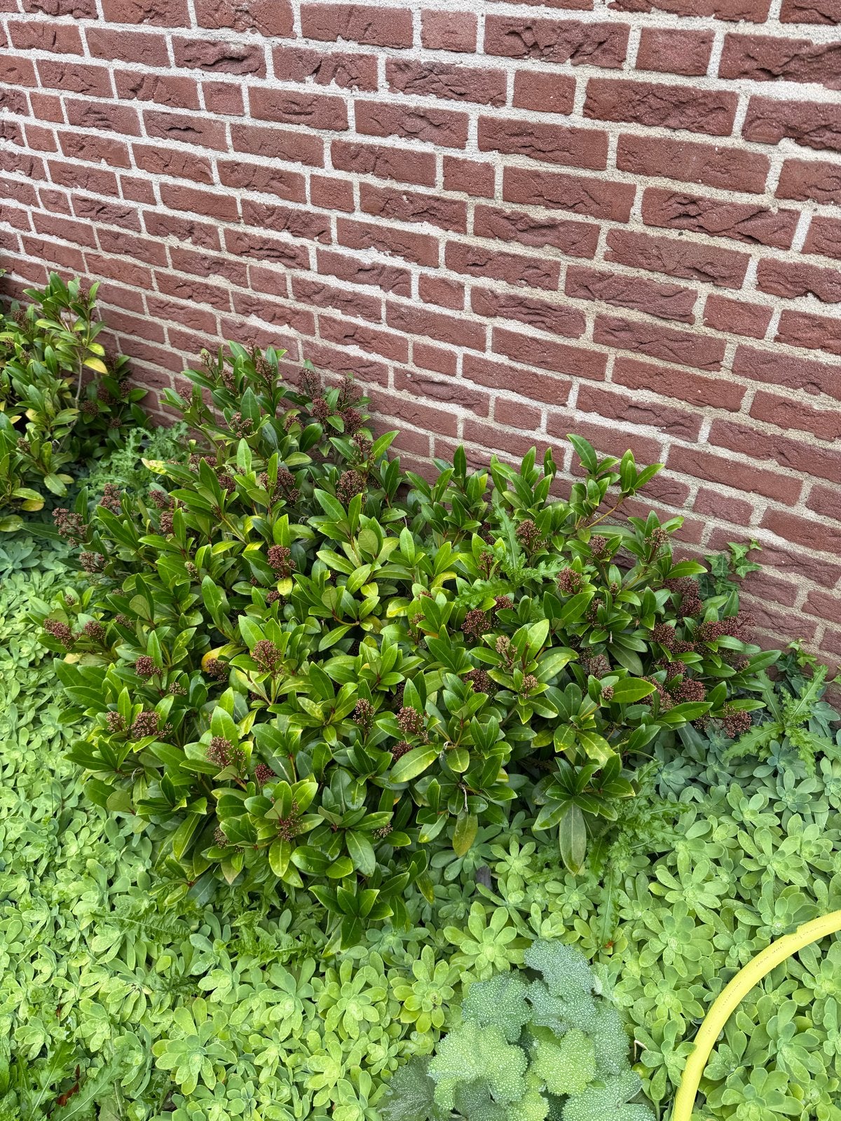 2 Japanse Skimmia Rubella - Ø 90 cm, H 60 cm, Vaste plant, Halfschaduw, Lente, Ophalen