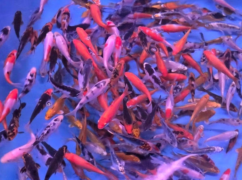 Koi 9–12 cm uit eigen kwekerij – Koidream Valburg, Karper of Koi