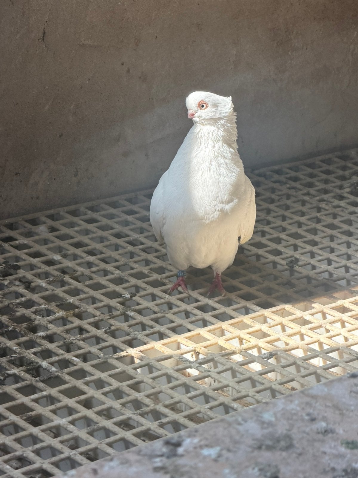Duiven Takla, Meerdere dieren, Postduif