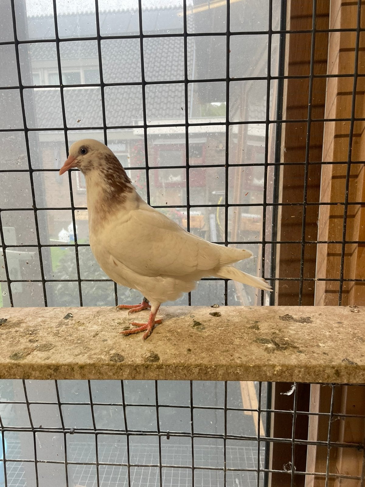 Cumulet nest koppel piepers, Meerdere dieren, Overige soorten