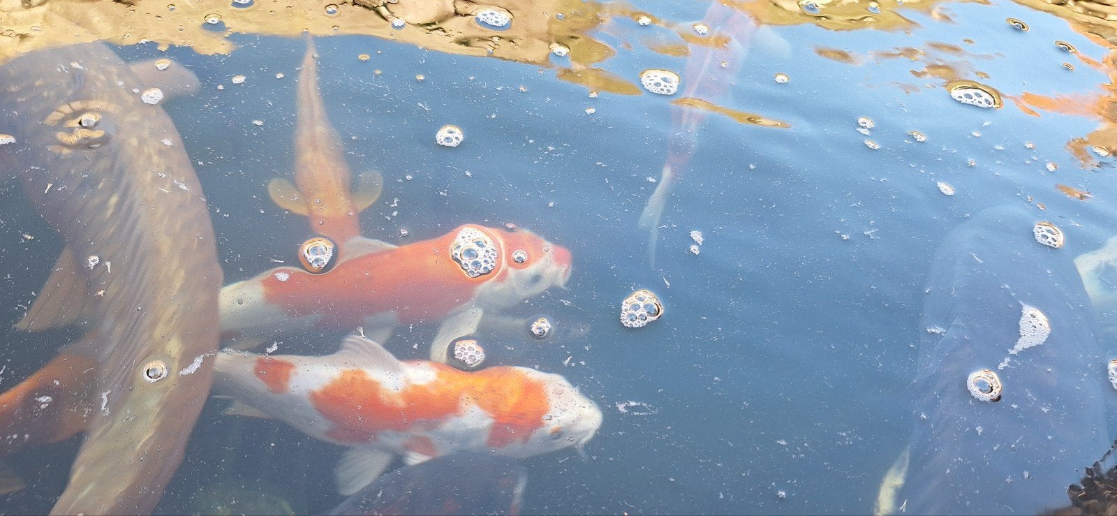 japanse koi, Dieren en Toebehoren, Karper of Koi