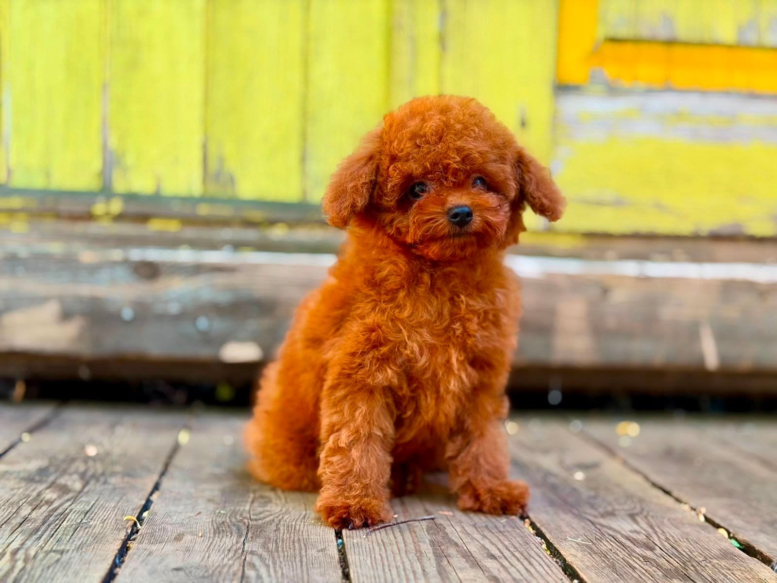 Toy Poodle Red Reu • Chinese lijn • Max, 8 tot 15 weken, Buitenland, Parvo, Eén hond