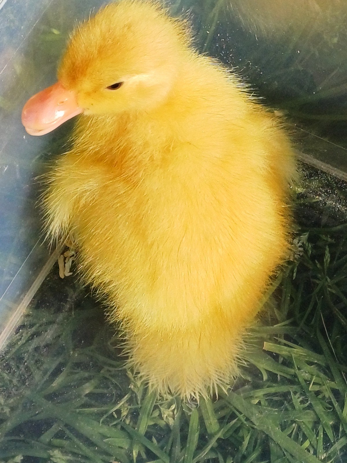 Semois Eend kuikens, Dieren en Toebehoren, Pluimvee, Eend, Meerdere dieren