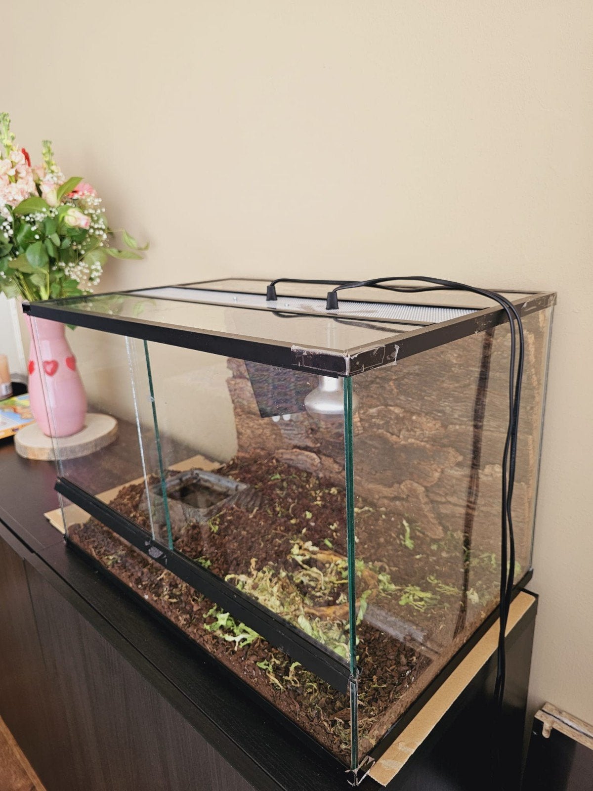 Terrarium landschildpadden, Ophalen, Gebruikt, Terrarium of Paludarium