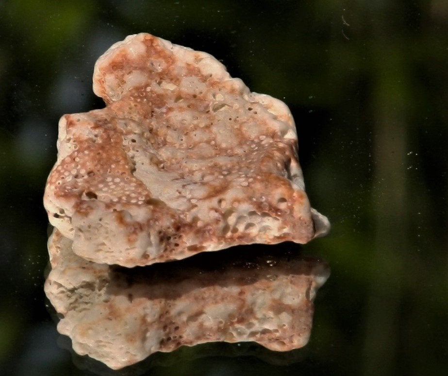 Koraal, Ophalen of Verzenden, Mineraal