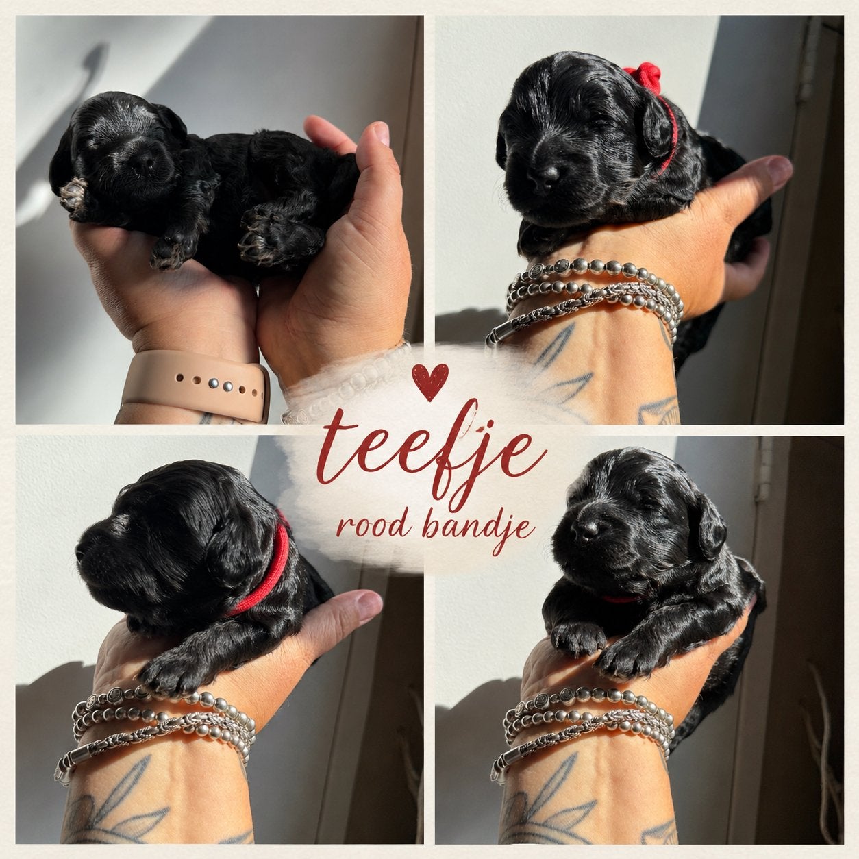 Mini (Australian) labradoodle pups 🐾, Dieren en Toebehoren, Honden | Retrievers, Spaniëls en Waterhonden, Parvo, Overige rassen