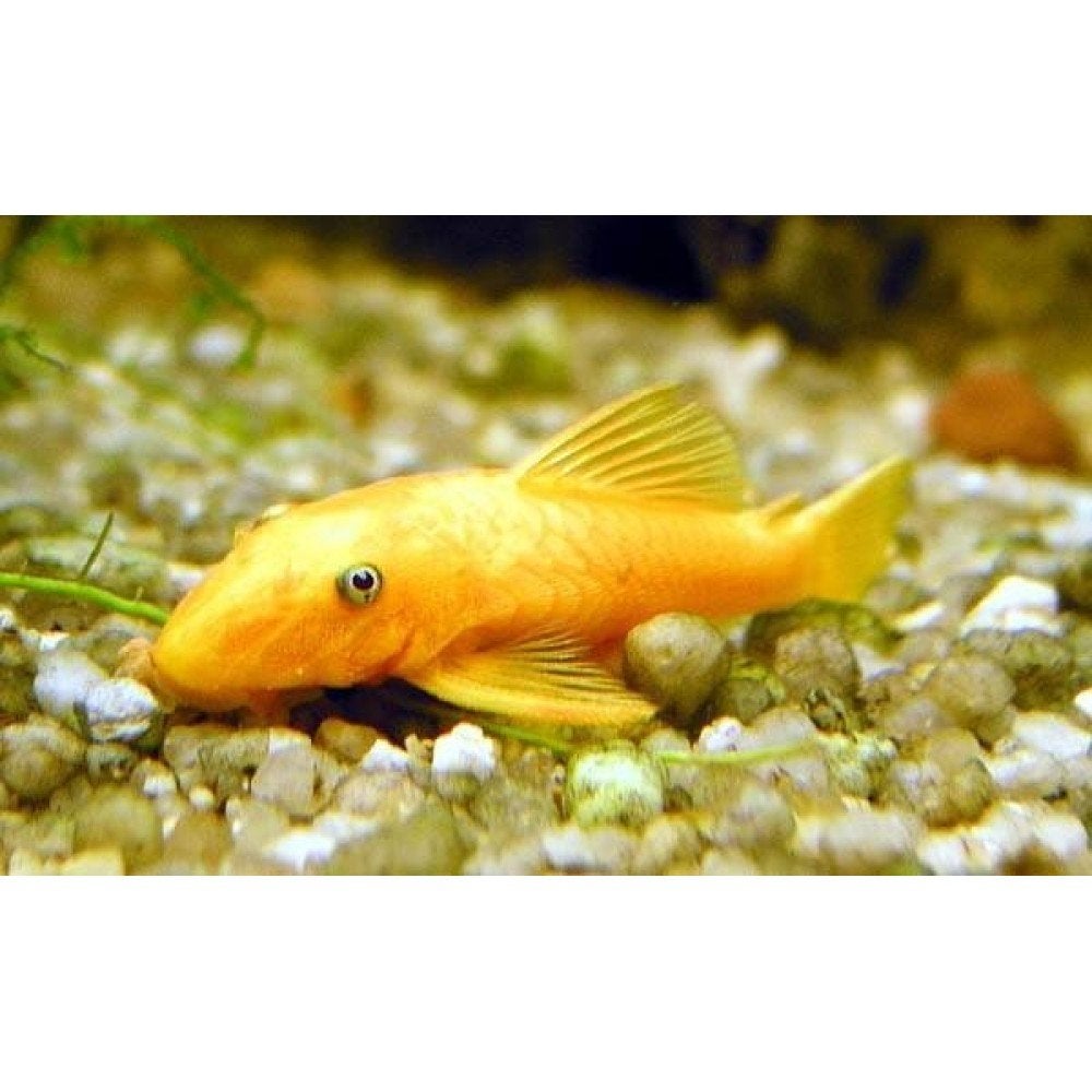 te koop aquarium vissen platy, gup, ancistrus, kuhli, molly, Dieren en Toebehoren