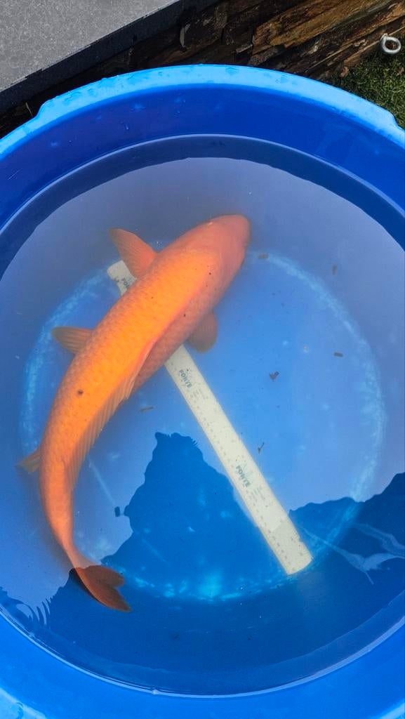 Koikarper Benigoi, Dieren en Toebehoren, Karper of Koi