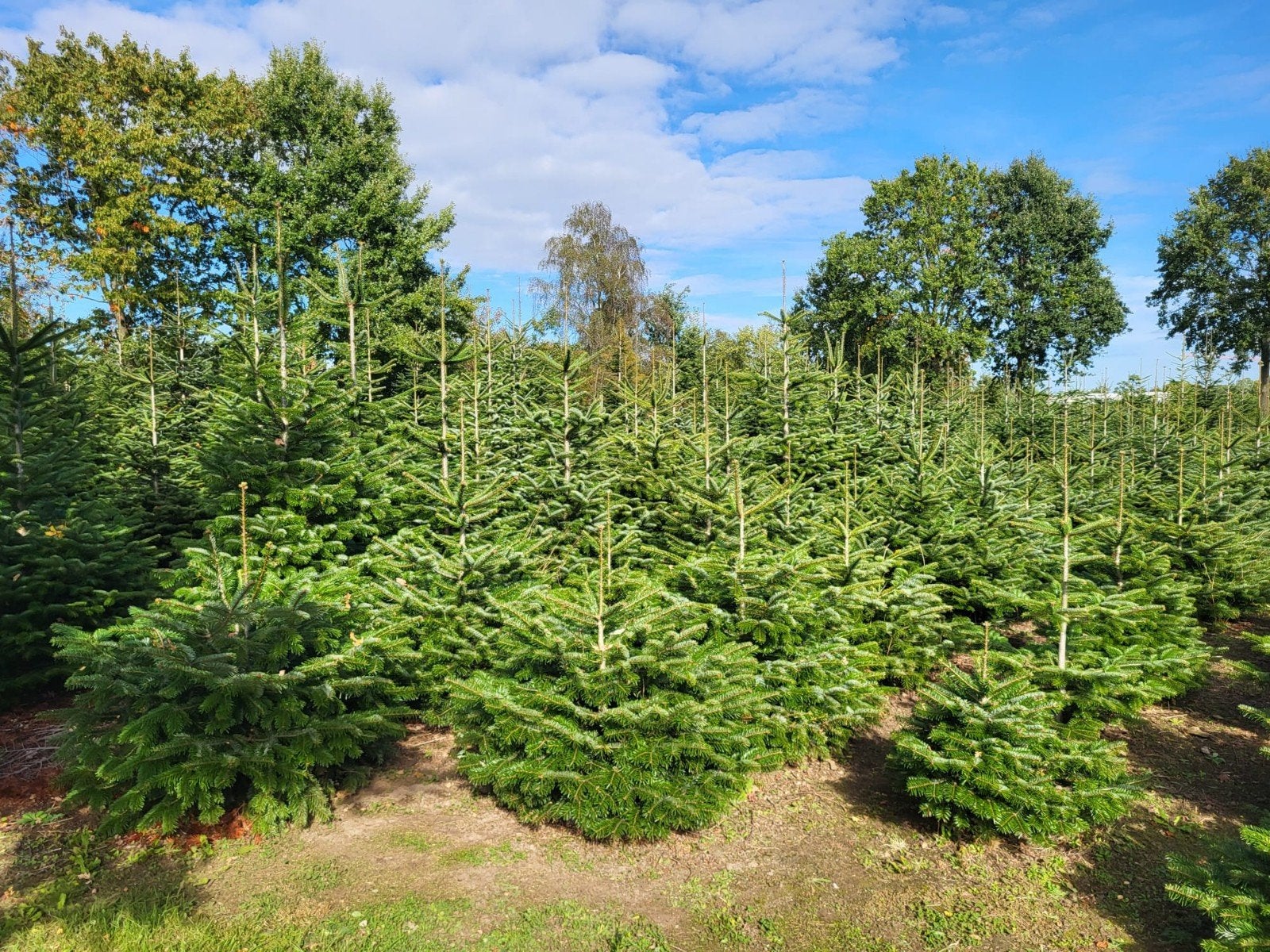 Kerstbomen Nordmann, Tuin en Terras, Ophalen, Zomer, Volle zon, Overige soorten