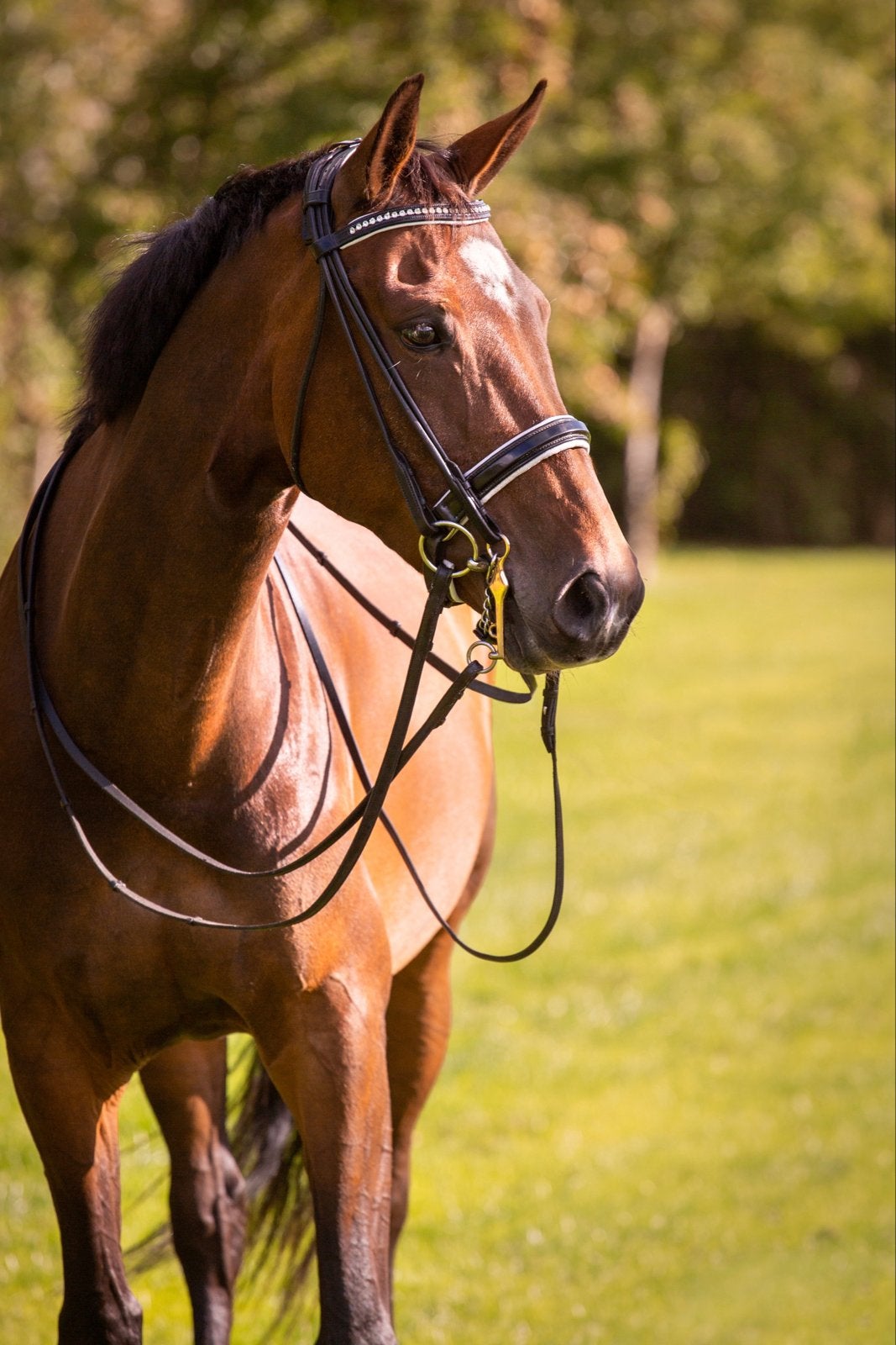 Stoer leerpaard, Merrie, Dressuurpaard, 160 tot 165 cm, 11 jaar of ouder