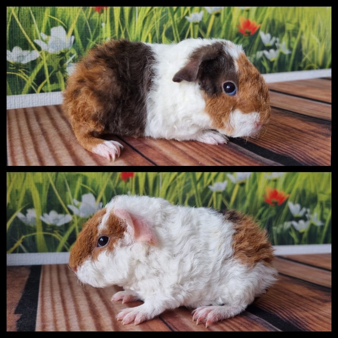 Cavia US-Teddy beertje choco/goud/wit, Dieren en Toebehoren, Cavia, Mannelijk, Juli, Tam