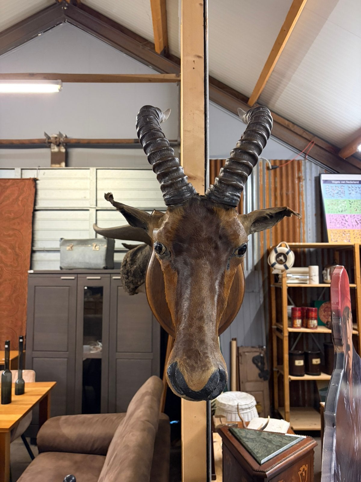 Taxiedermie hartebeest, Ophalen, Beeldje of Figuurtje