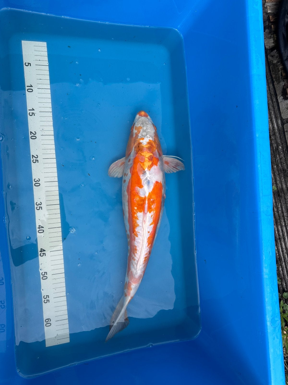 Yamazaki Doitsu Hariwake, Karper of Koi