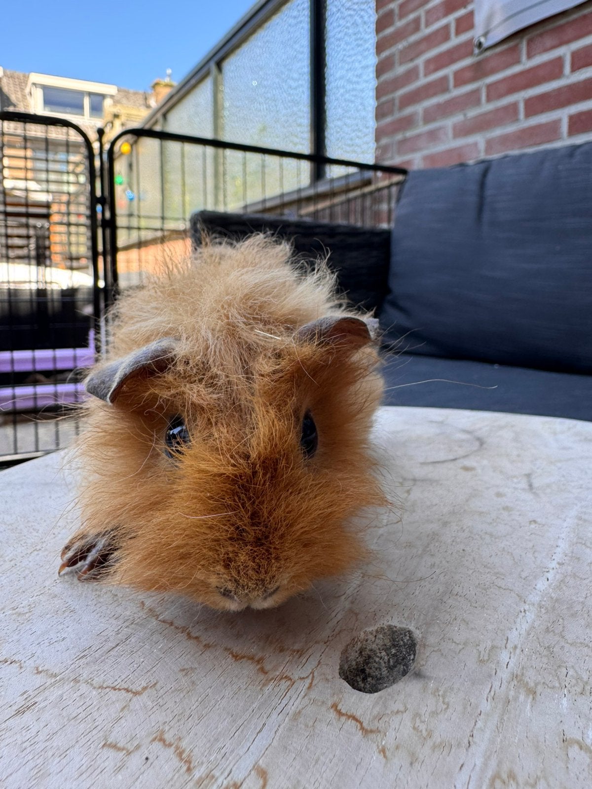 Lieve cavia zoekt huisje, Dieren en Toebehoren, Juni, Mannelijk, Cavia