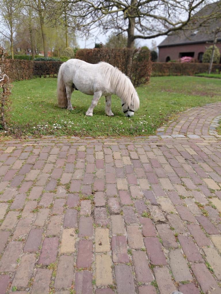 Wei te huur gevraagd, Dieren en Toebehoren