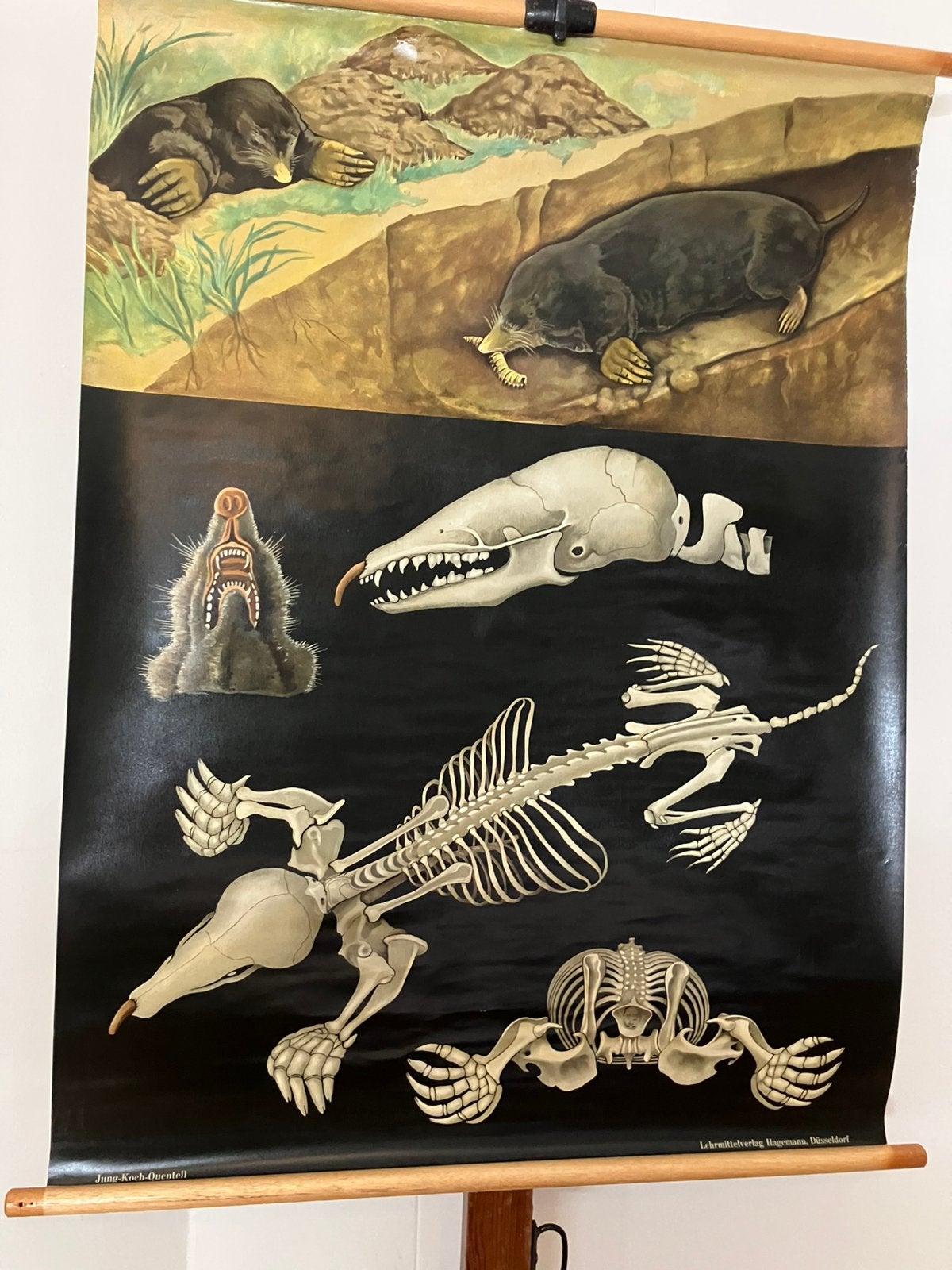 Schoolkaart Mol, Ophalen of Verzenden, Natuur en Biologie