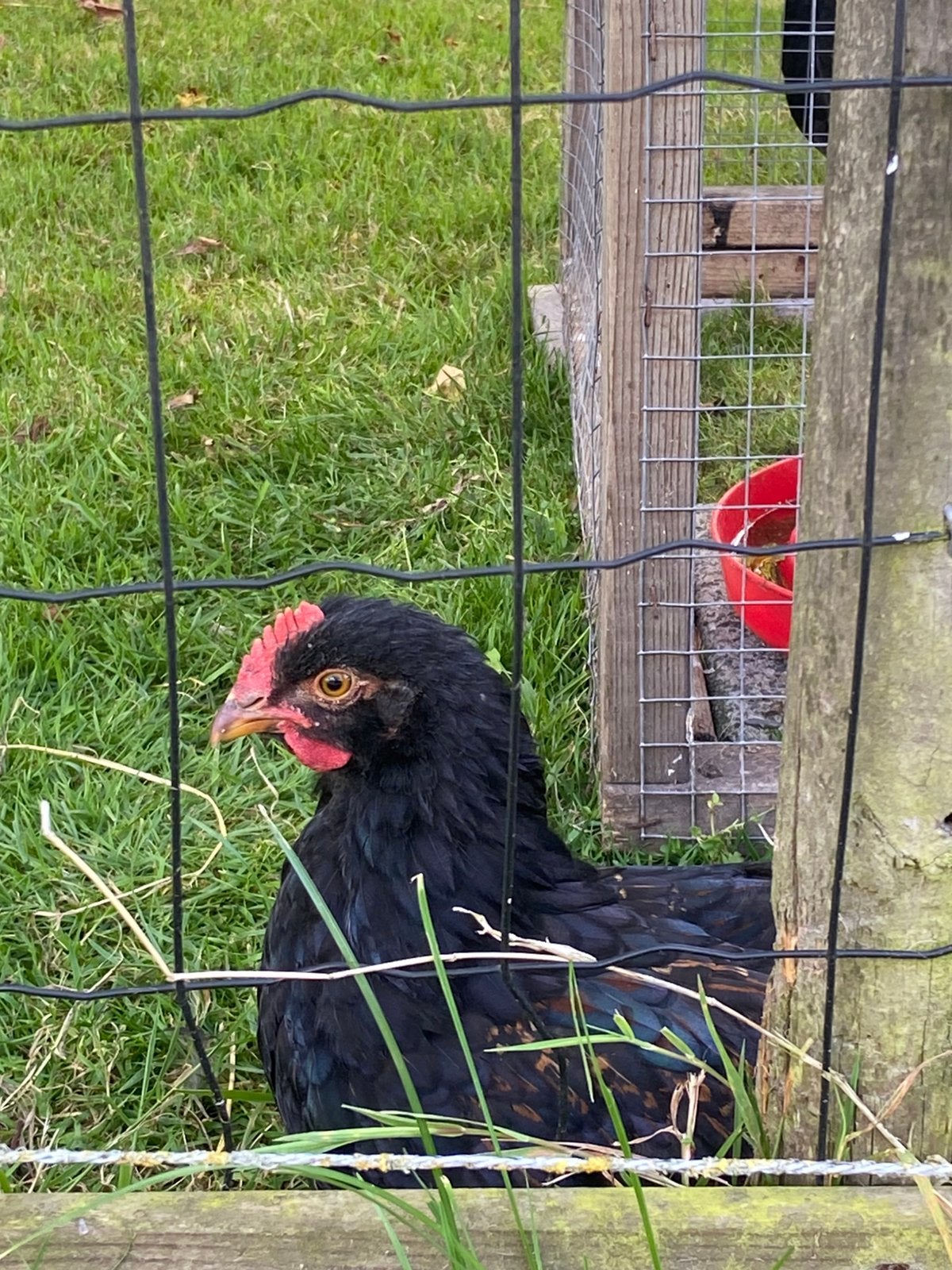 Gratis Barnevelder dubbelgezoomd haantjes, Dieren en Toebehoren, Pluimvee, Mannelijk