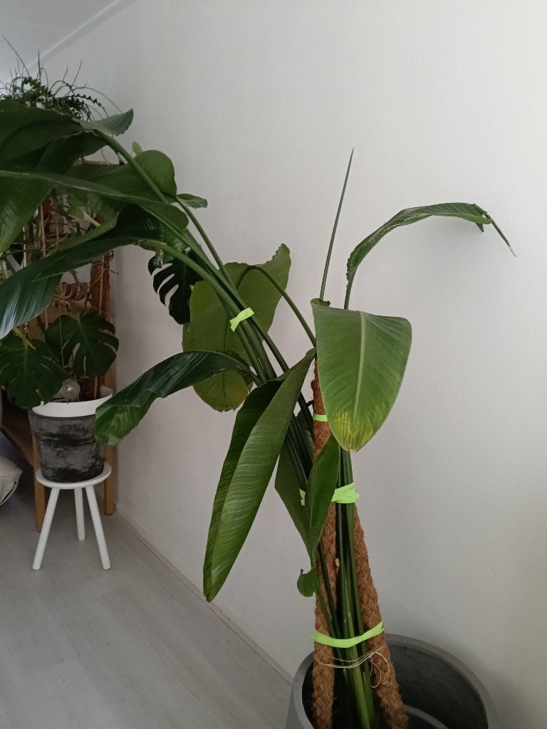 Strelitzia Nicolai, Ophalen, Overige soorten, In pot, 150 tot 200 cm