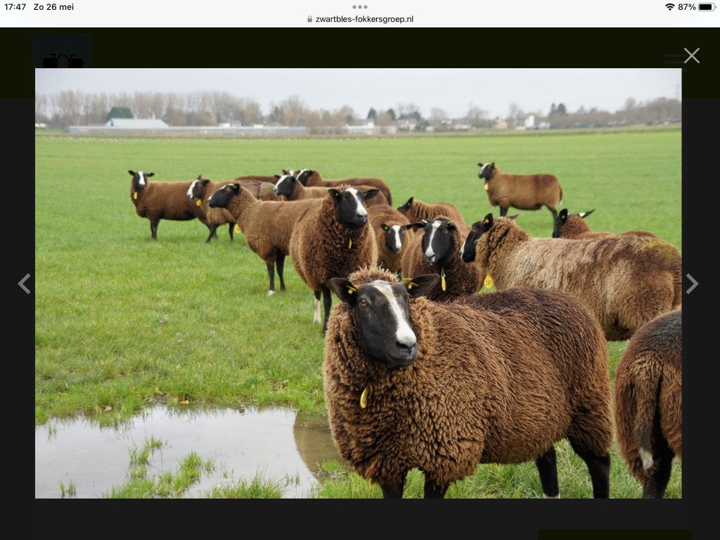Spinwol ruw zo van het schaap geschoren, dus onbehandeld., Ophalen, Nieuw, Spinwol