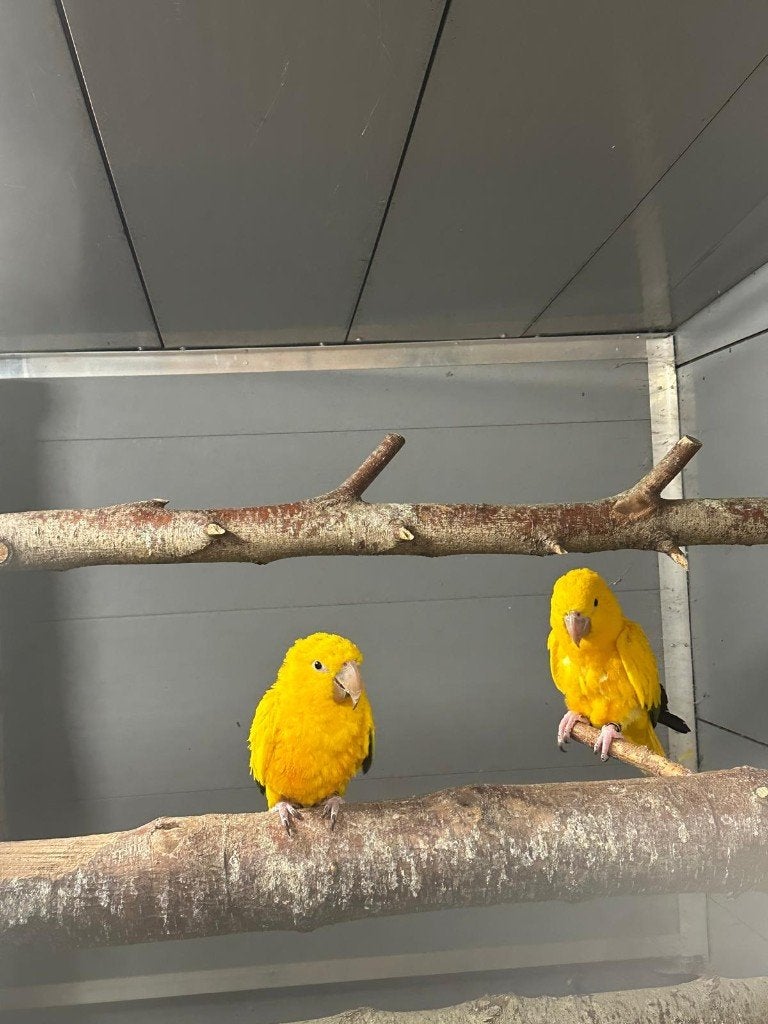 aratinga guarouba Goudparkiet, Meerdere dieren, Papegaai, Geringd