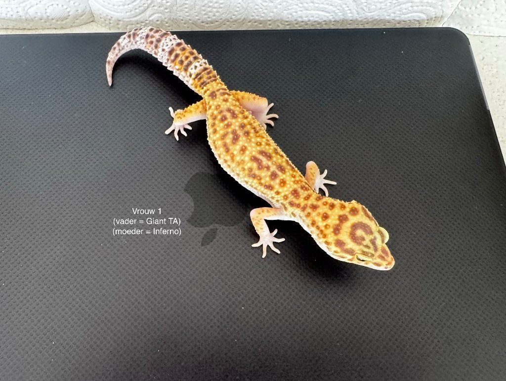 Luipaardgekko vrouw Tangerine