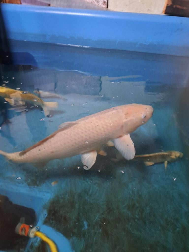 Chagoi (70cm+) en 6koi (30/35)., Dieren en Toebehoren, Karper of Koi