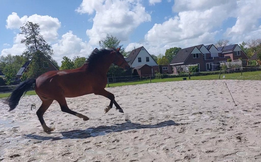 Florida tn x Osmium 3 1/2 jarige ruin, Met stamboom, Ruin, Dressuurpaard, 3 tot 6 jaar