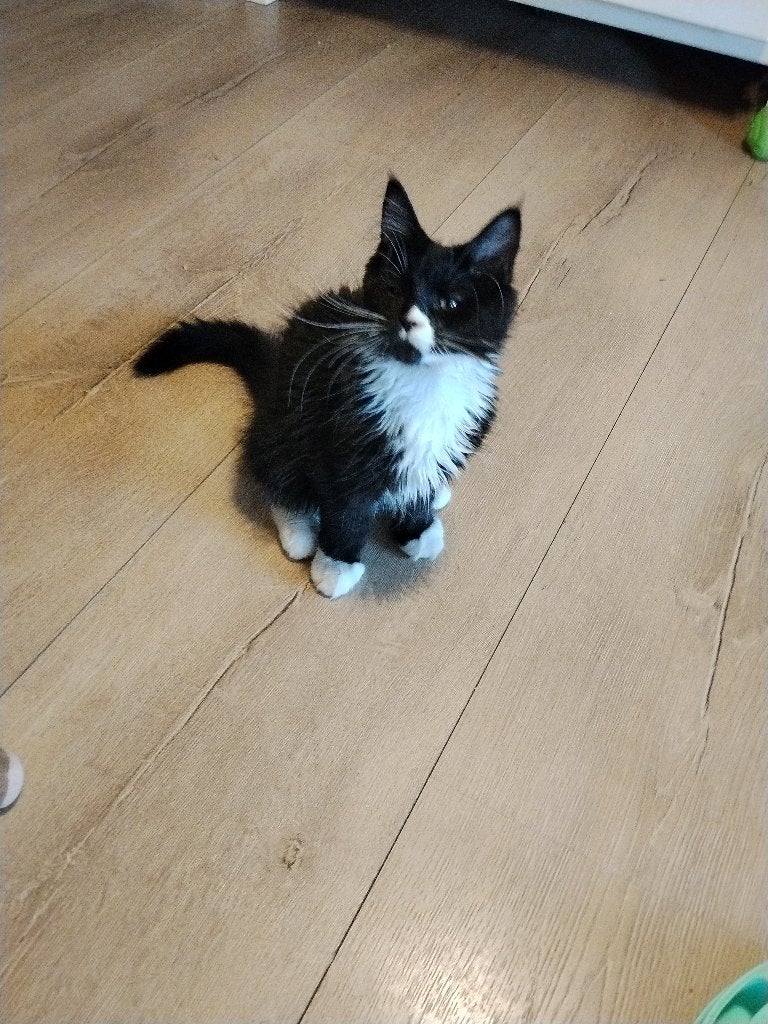 Russische Maine Coon kittens met stamboom, Meerdere dieren, Met stamboom