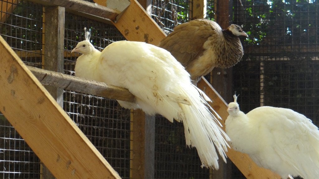 Witte pauwen | Deskundig advies | Verschillende leeftijden!, Meerdere dieren, Overige soorten