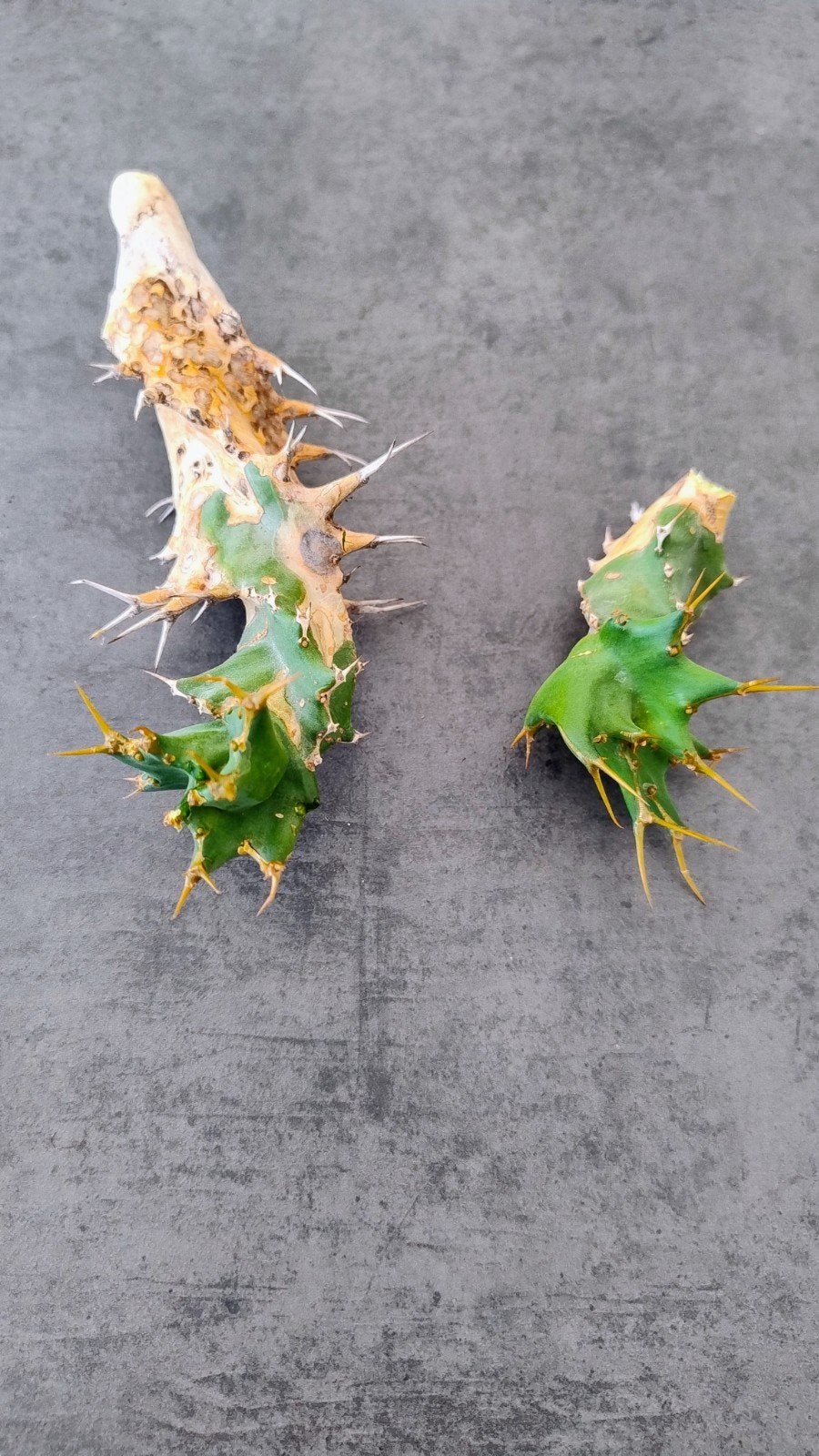 Euphorbia Tortirama (2 verse stekken), Huis en Inrichting, Kamerplanten, Ophalen of Verzenden, Cactus, Volle zon, Minder dan 100 cm
