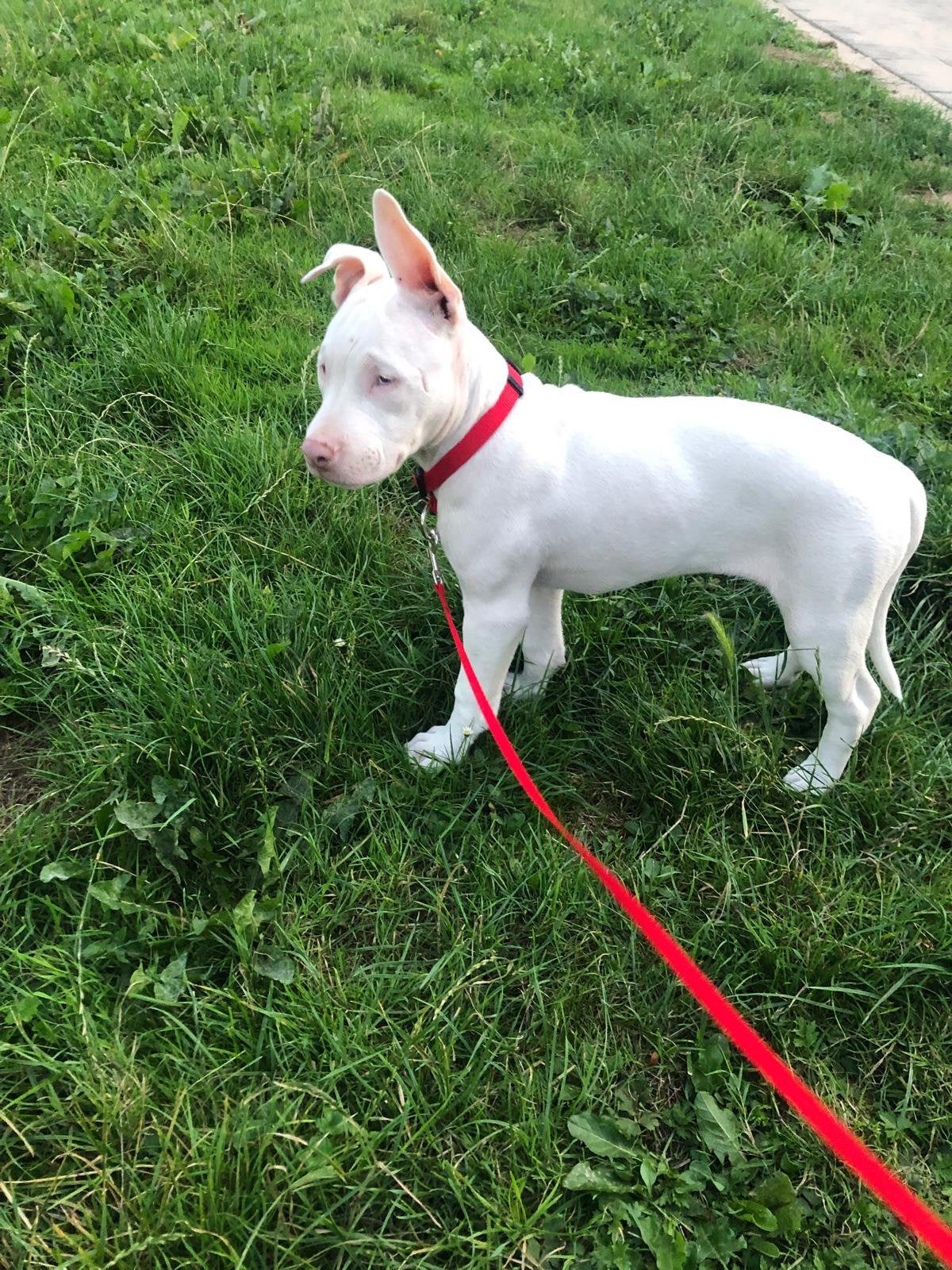 Bully xl zoekt een nieuw huisje, 8 tot 15 weken, Teef, Eén hond, Nederland