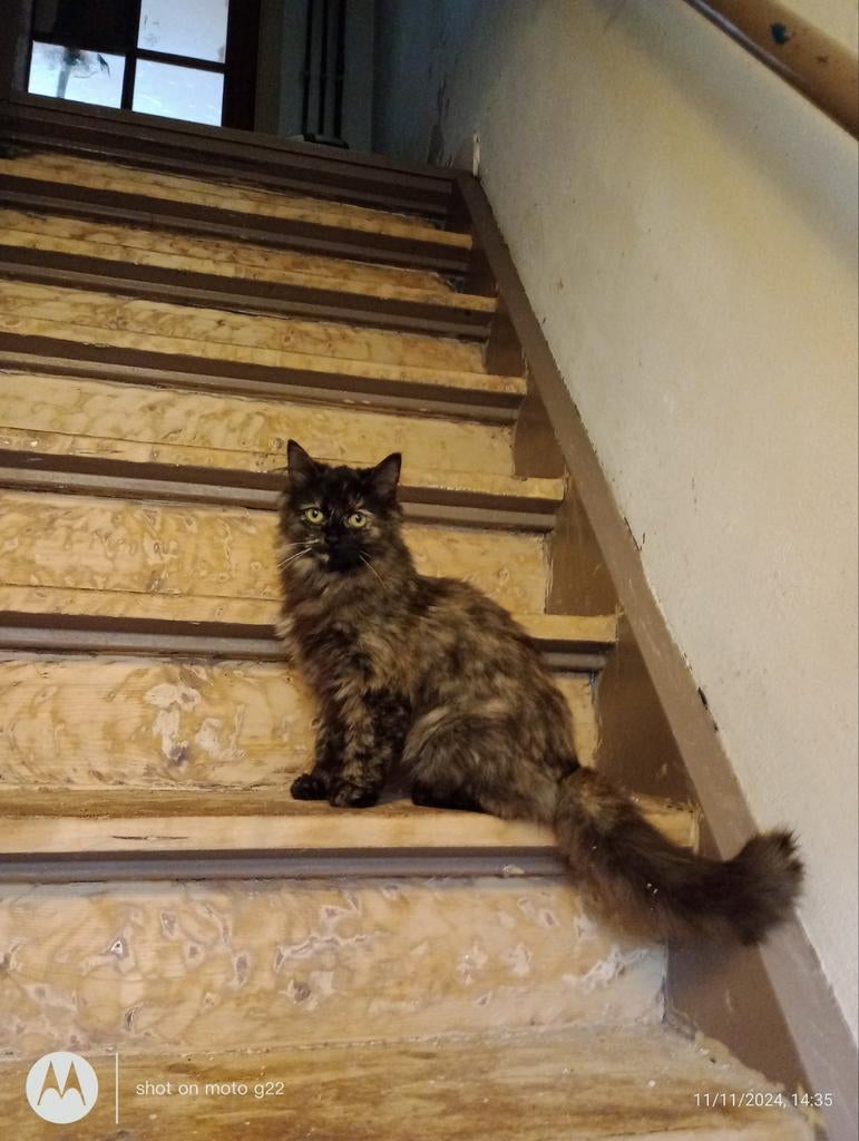 Herplaatsing katten aangeboden, Dieren en Toebehoren, Katten en Kittens | Overige Katten, Meerdere dieren, 0 tot 2 jaar