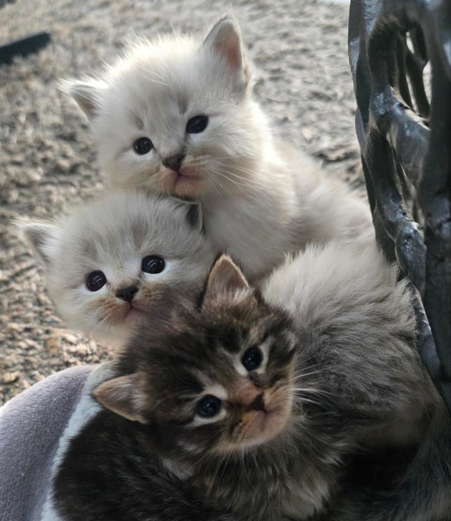 Brits langhaar x ragdol kittens, mogen nu weg., Dieren en Toebehoren, Katten en Kittens | Raskatten | Langhaar, Meerdere dieren