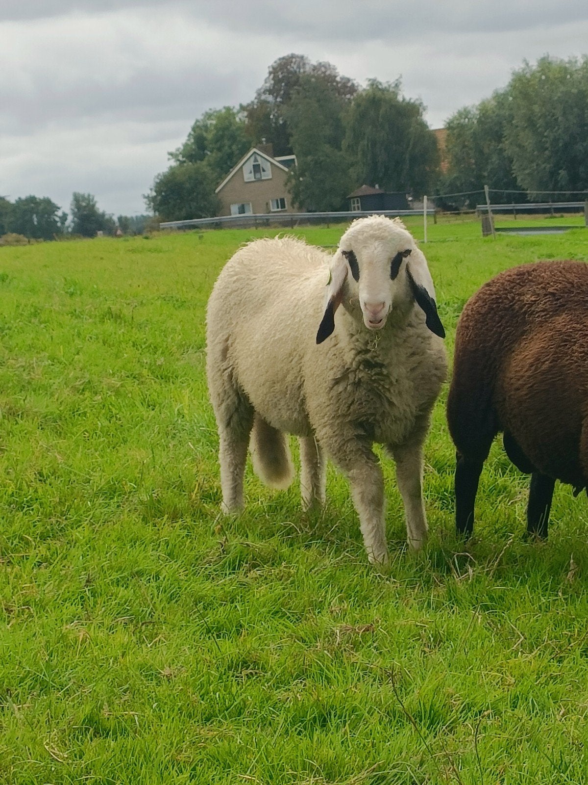 brilschaap ram