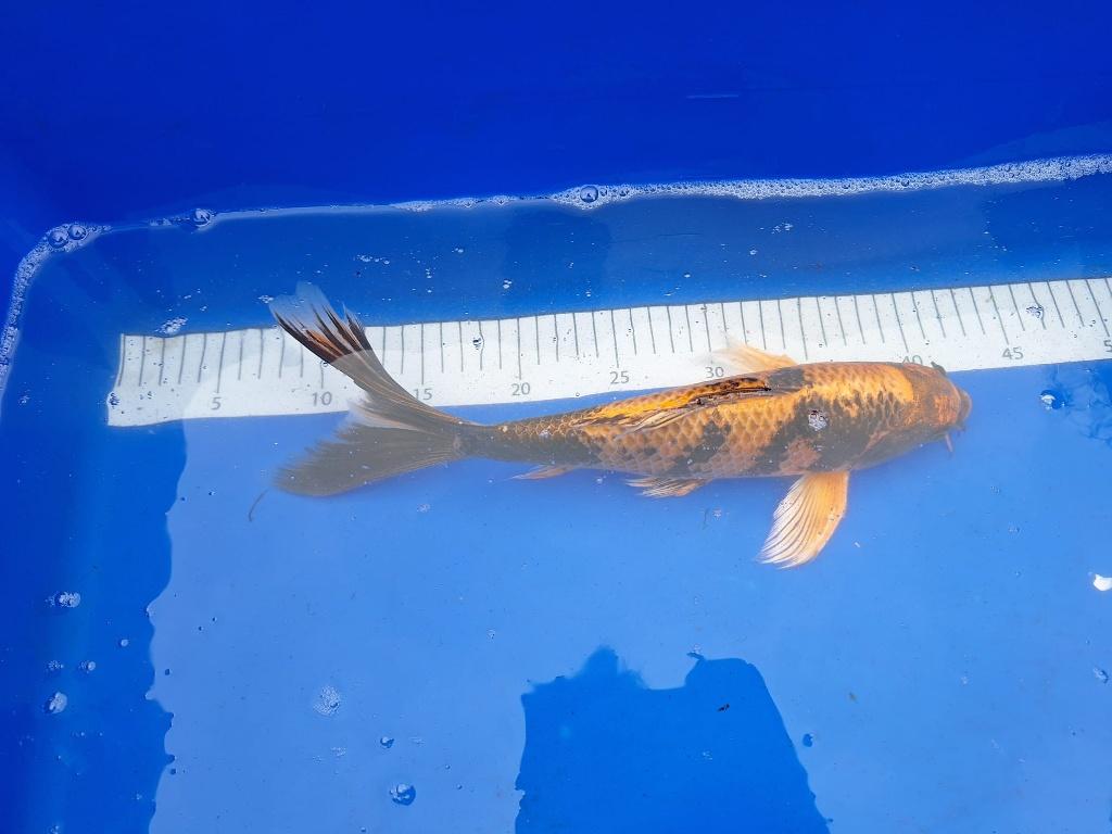 MOOIE KOI WEEKAANBIEDING, 5 VOOR 4, 31 TOT 35 CM € 45 PS, Karper of Koi