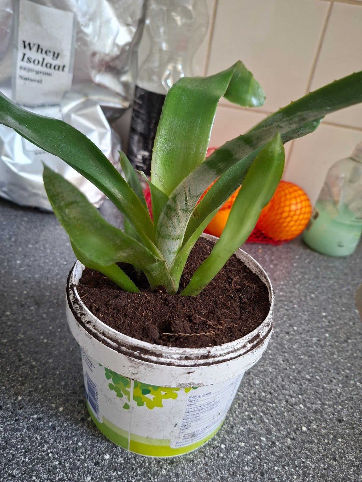 Kleine bromelia kamerplant in pot, Vaste plant, Bloeit niet, Halfschaduw, Ophalen