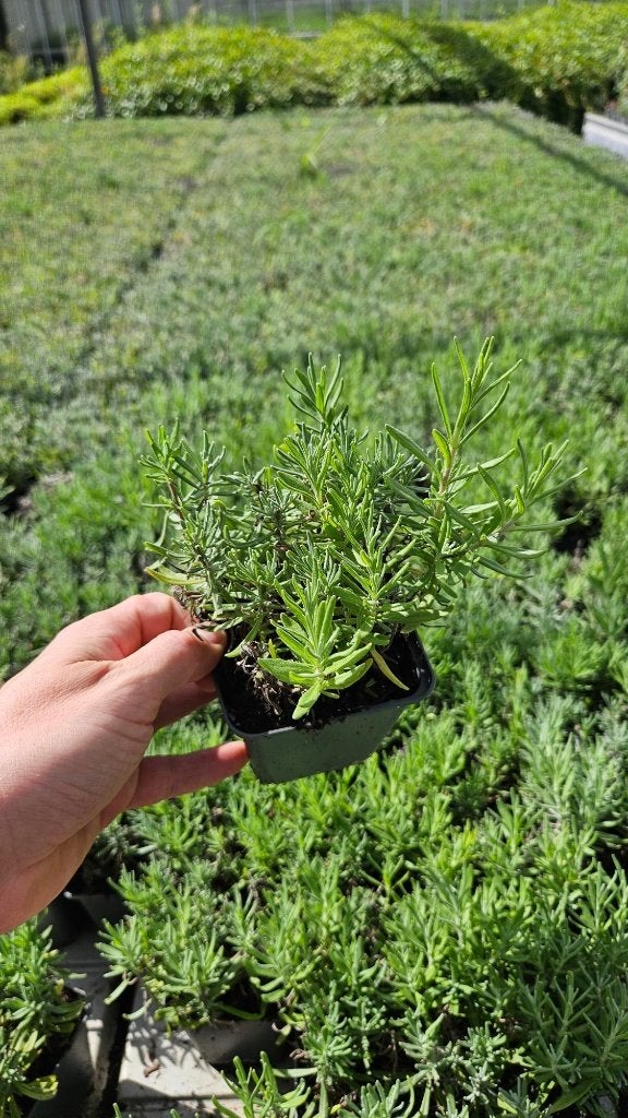 Lavandula Hidcote - Lavendel - paarse bloem, Overige soorten, Volle zon, Vaste plant, Ophalen of Verzenden