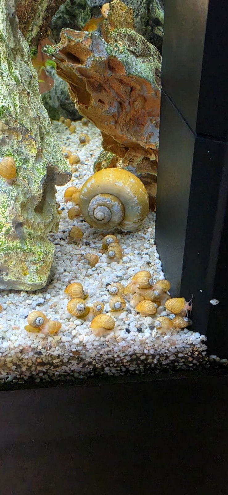 Gele appelslakken, Dieren en Toebehoren, Slak of Weekdier, Zoetwatervis