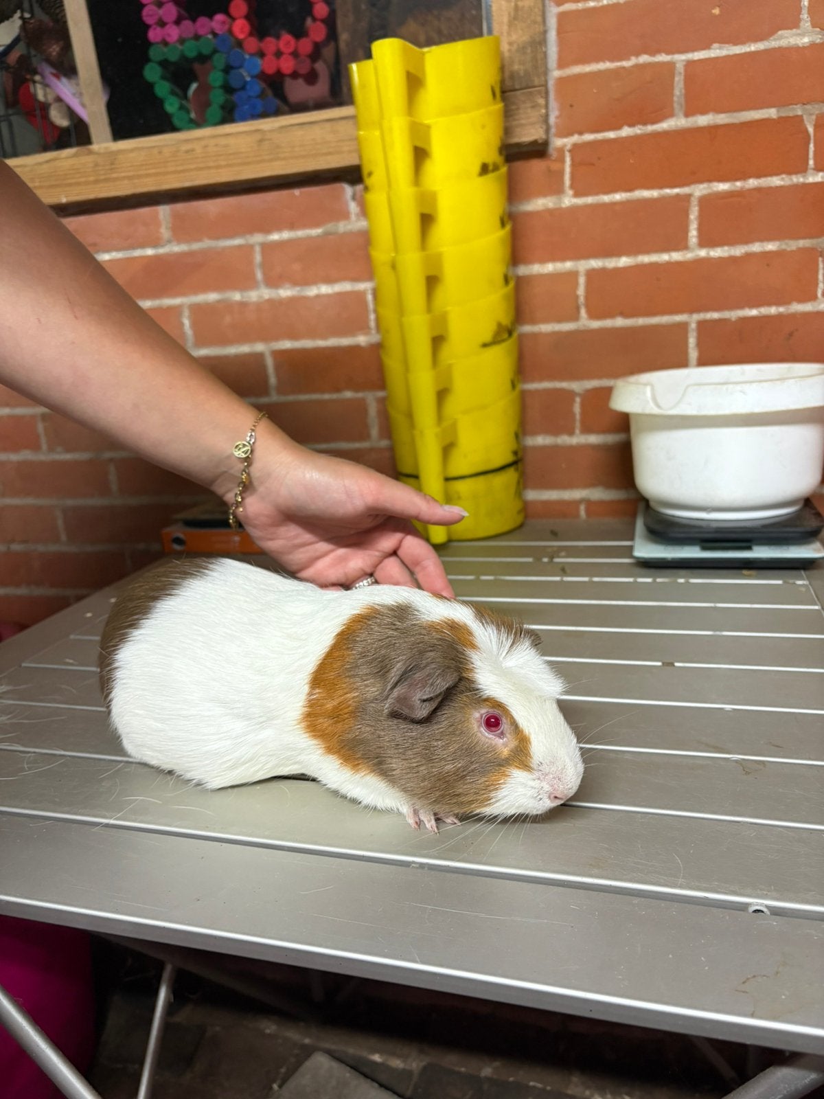 Cuy cavia beer, Dieren en Toebehoren, Knaagdieren, Cavia, Mannelijk, Januari, Tam