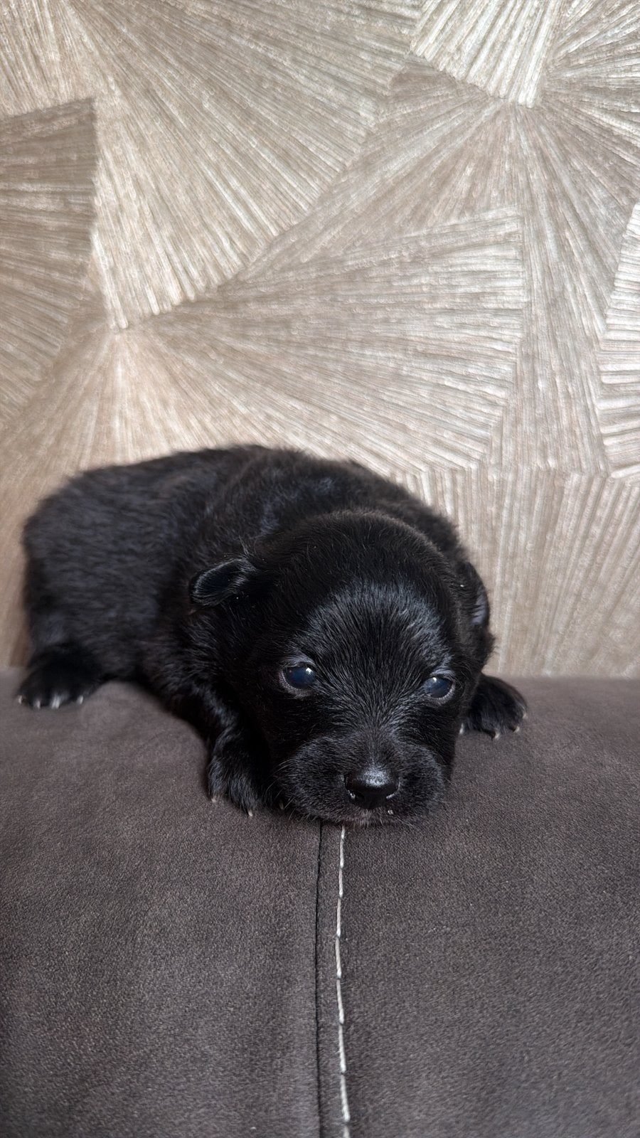 Pomeriaan puppys, Overige rassen, 8 tot 15 weken, Parvo, Meerdere