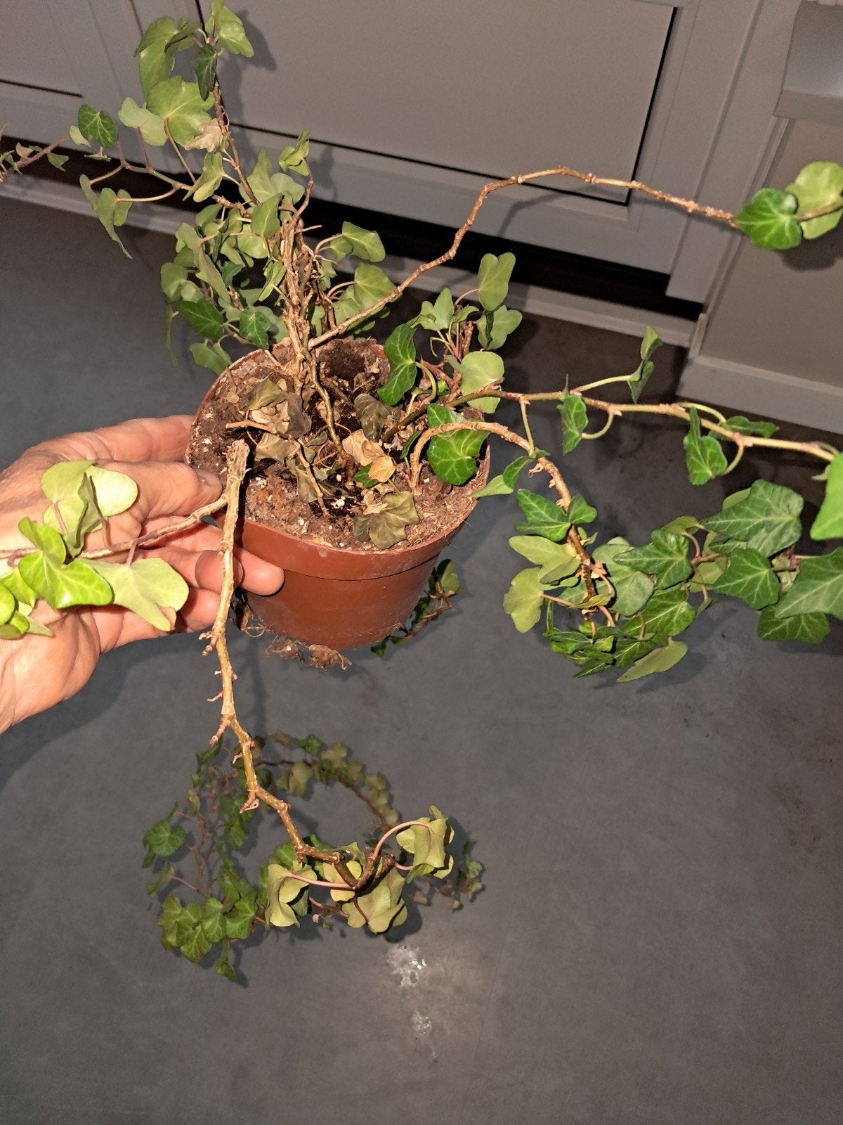 hangplant, Ophalen