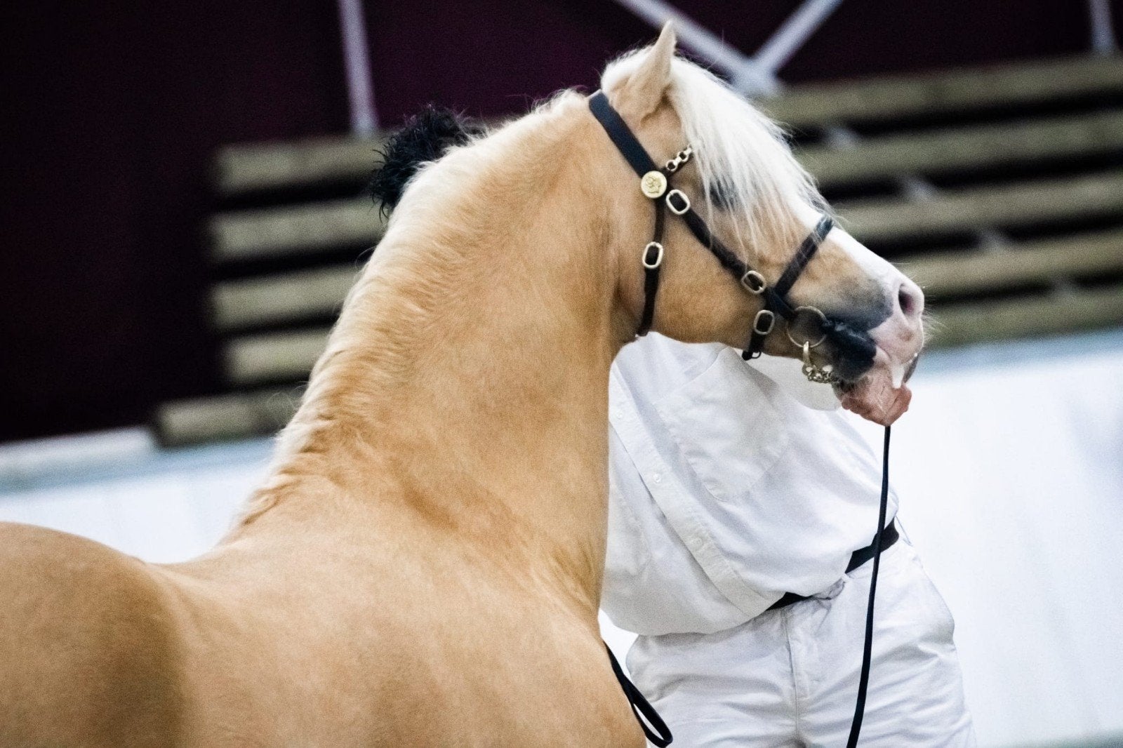 Prachtige Kampioen, Sportpony én Bewezen vererver