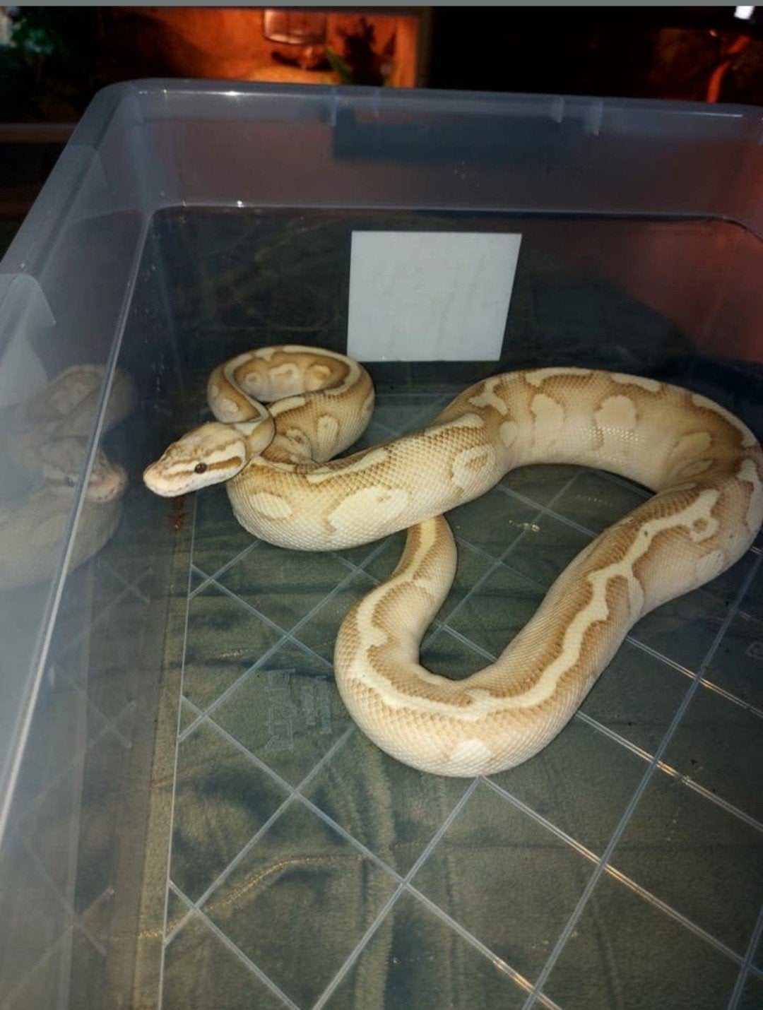 Ball pythons koppel, Slang, 3 tot 6 jaar